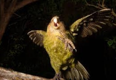 Mengenal Kakapo Burung Cantik Yang Hampir Punah