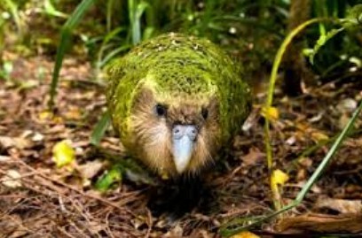 mengenal-kakapo