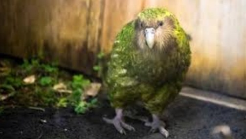 merawat-burung-kakapo